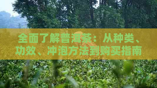 全面了解普洱茶：从种类、功效、冲泡方法到购买指南的一站式网络指南