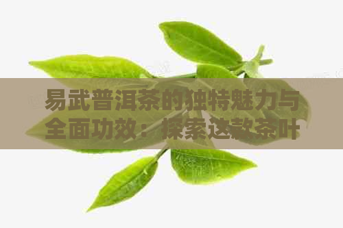 易武普洱茶的独特魅力与全面功效：探索这款茶叶的奥秘