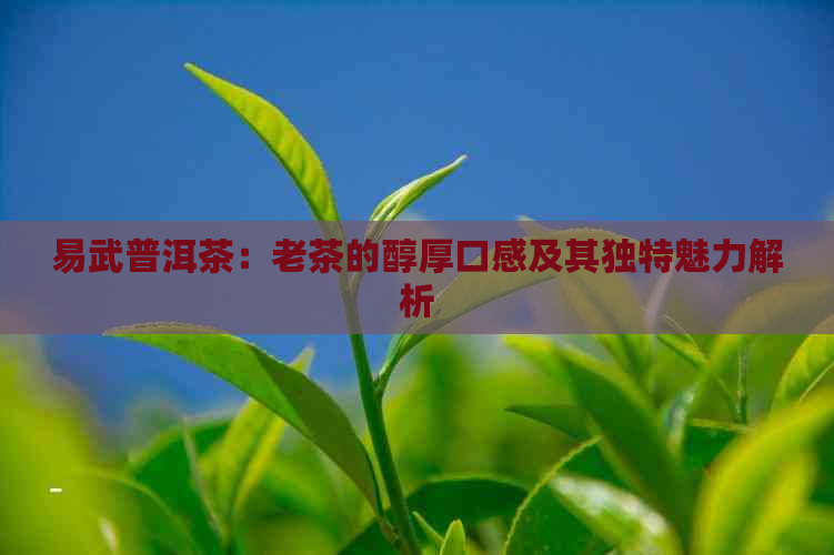 易武普洱茶：老茶的醇厚口感及其独特魅力解析