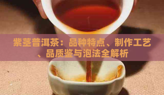 紫茎普洱茶：品种特点、制作工艺、品质鉴与泡法全解析