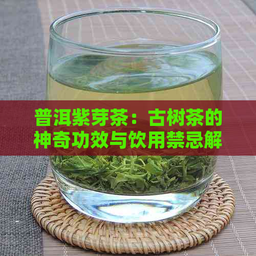 普洱紫芽茶：古树茶的神奇功效与饮用禁忌解析