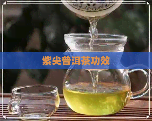 紫尖普洱茶功效