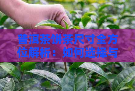 普洱茶饼茶尺寸全方位解析：如何选择与欣？