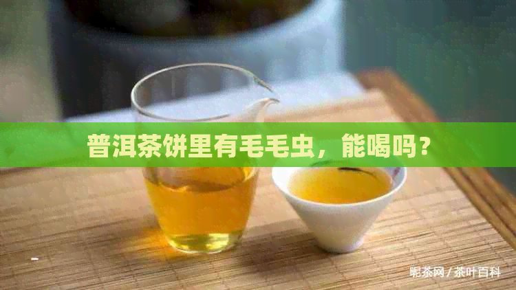 普洱茶饼里有毛毛虫，能喝吗？