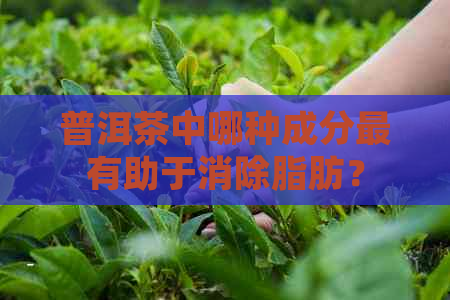 普洱茶中哪种成分最有助于消除脂肪？