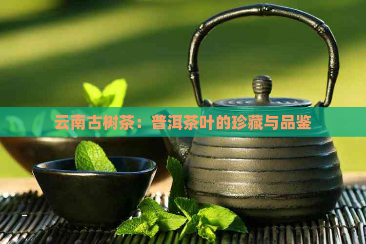 云南古树茶：普洱茶叶的珍藏与品鉴