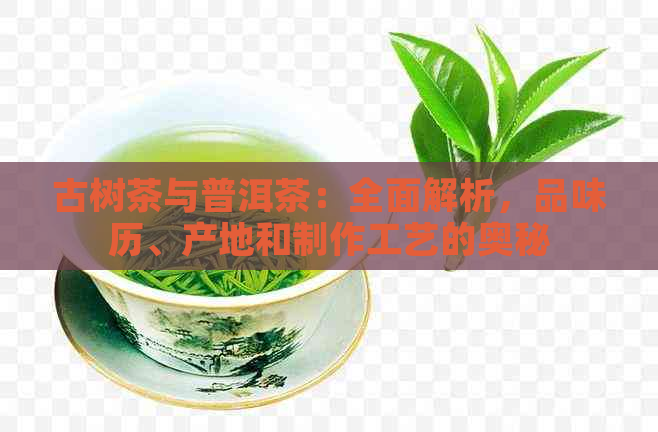 古树茶与普洱茶：全面解析，品味历、产地和制作工艺的奥秘