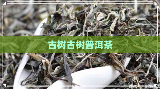 古树古树普洱茶