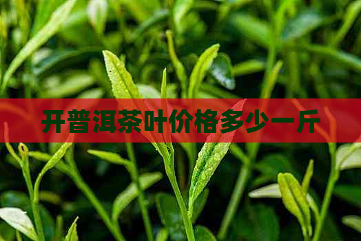 开普洱茶叶价格多少一斤