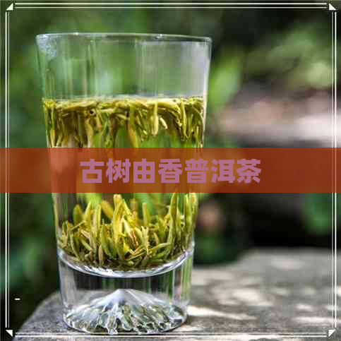 古树由香普洱茶