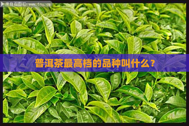 普洱茶更高档的品种叫什么？