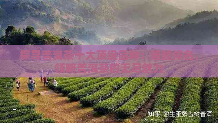 探寻普洱茶十大顶级品种：超越排名，领略普洱茶的无尽魅力