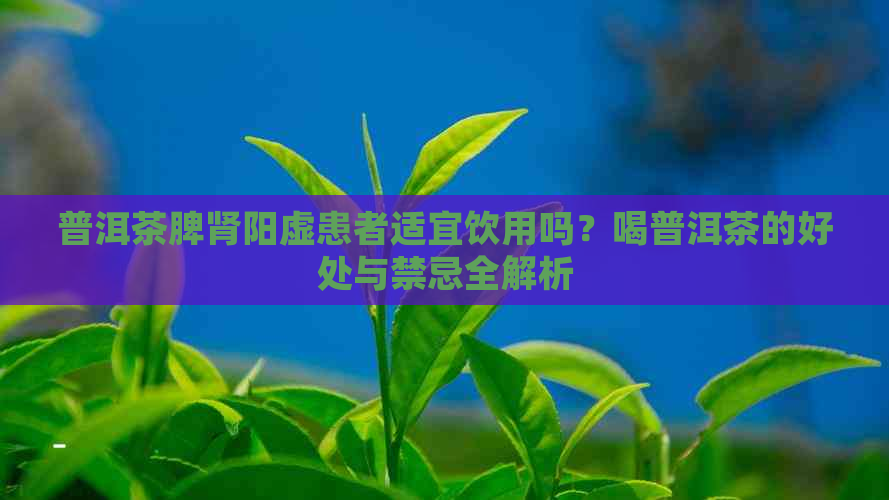 普洱茶脾肾阳虚患者适宜饮用吗？喝普洱茶的好处与禁忌全解析