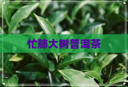 忙肺大树普洱茶