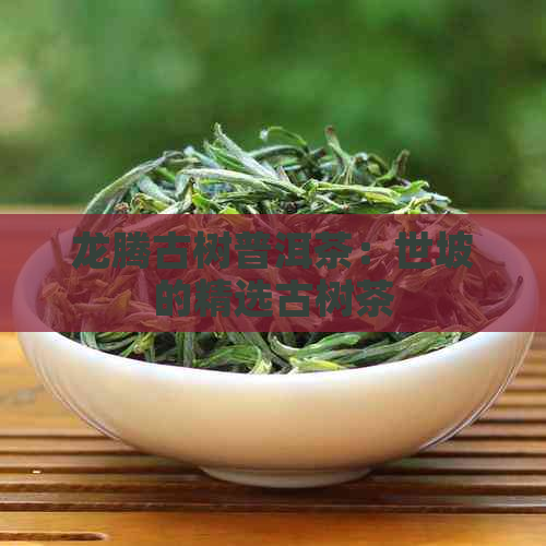 龙腾古树普洱茶：世坡的精选古树茶