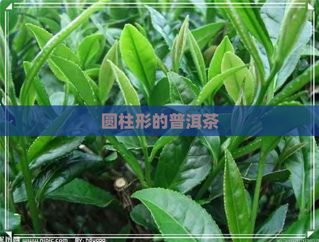 圆柱形的普洱茶