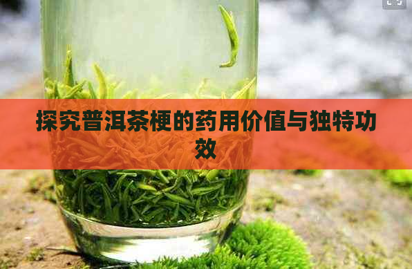 探究普洱茶梗的药用价值与独特功效