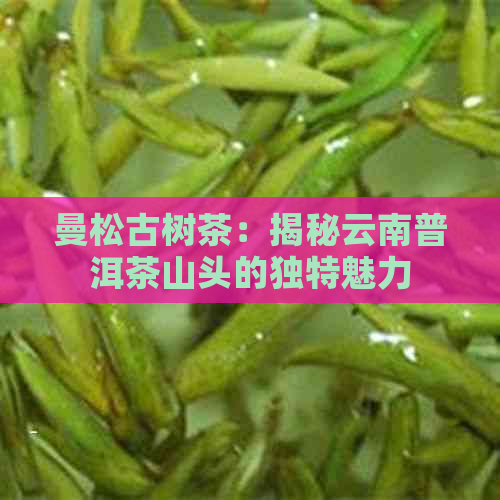 曼松古树茶：揭秘云南普洱茶山头的独特魅力