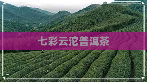 七彩云沱普洱茶