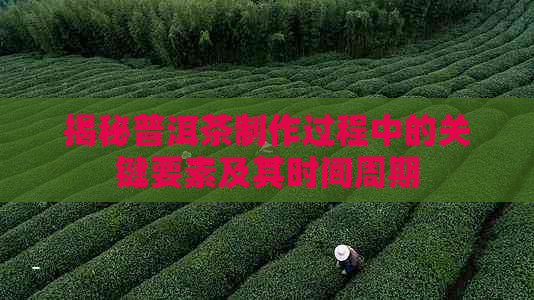 揭秘普洱茶制作过程中的关键要素及其时间周期