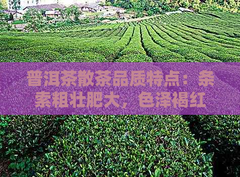 普洱茶散茶品质特点：条索粗壮肥大，色泽褐红