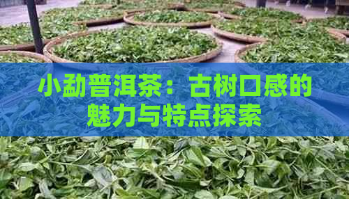 小勐普洱茶：古树口感的魅力与特点探索