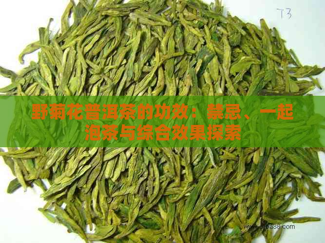 野菊花普洱茶的功效：禁忌、一起泡茶与综合效果探索