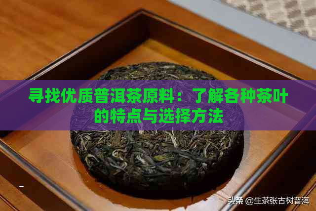 寻找优质普洱茶原料：了解各种茶叶的特点与选择方法