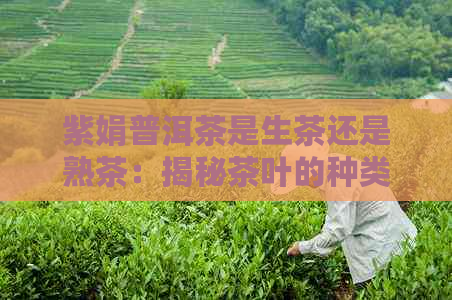 紫娟普洱茶是生茶还是熟茶：揭秘茶叶的种类与特点