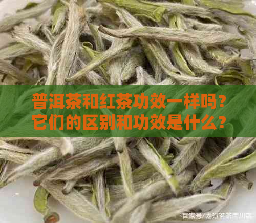 普洱茶和红茶功效一样吗？它们的区别和功效是什么？