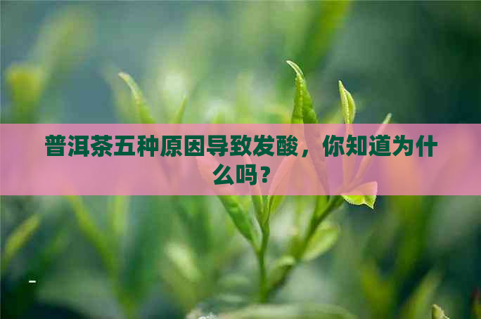 普洱茶五种原因导致发酸，你知道为什么吗？