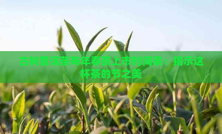 古树普洱茶每年春茶上市时间表：揭示这杯茶的节之美