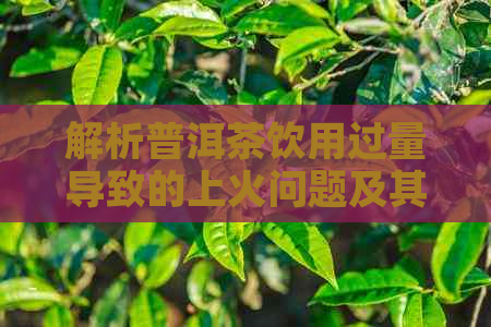 解析普洱茶饮用过量导致的上火问题及其解决方法