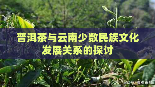 普洱茶与云南少数民族文化发展关系的探讨