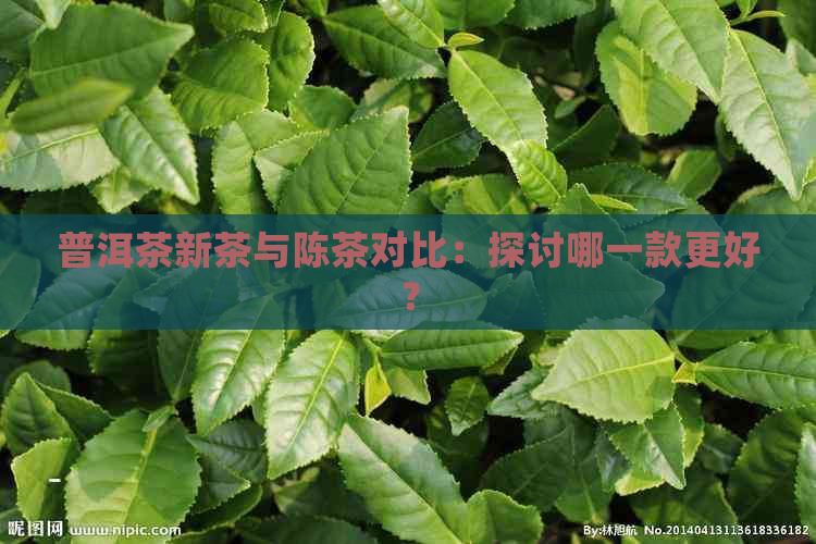 普洱茶新茶与陈茶对比：探讨哪一款更好？