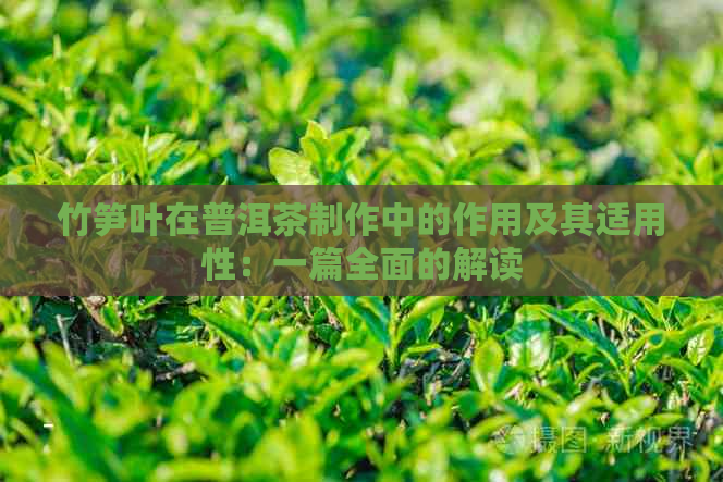 竹笋叶在普洱茶制作中的作用及其适用性：一篇全面的解读