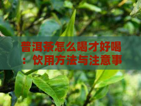 普洱茶怎么喝才好喝：饮用方法与注意事项