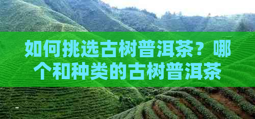 如何挑选古树普洱茶？哪个和种类的古树普洱茶更受欢迎？