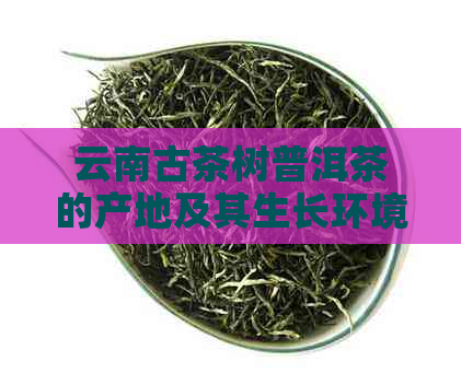 云南古茶树普洱茶的产地及其生长环境特点