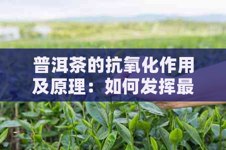 普洱茶的抗氧化作用及原理：如何发挥最强效的保护效果