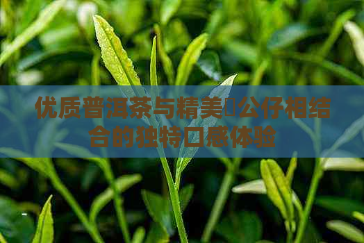 优质普洱茶与精美孖公仔相结合的独特口感体验