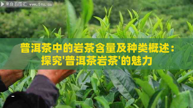 普洱茶中的岩茶含量及种类概述：探究'普洱茶岩茶'的魅力