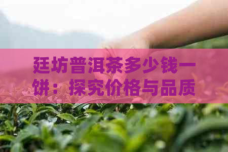 廷坊普洱茶多少钱一饼：探究价格与品质之间的关系