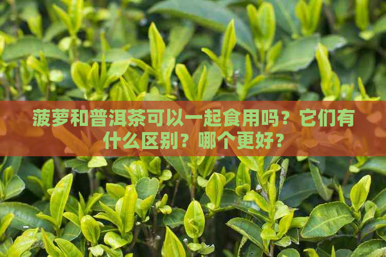 菠萝和普洱茶可以一起食用吗？它们有什么区别？哪个更好？