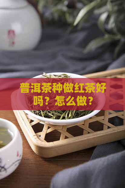 普洱茶种做红茶好吗？怎么做？