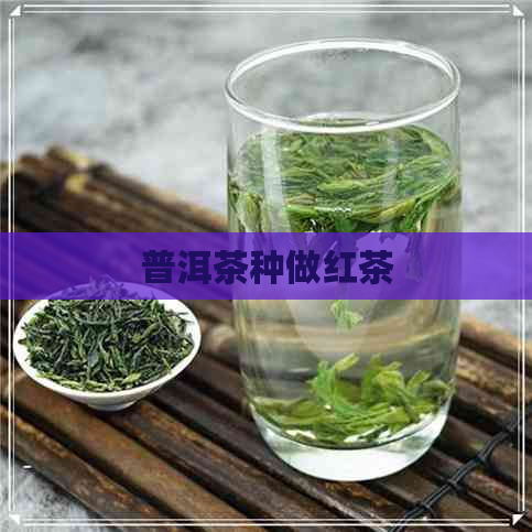 普洱茶种做红茶