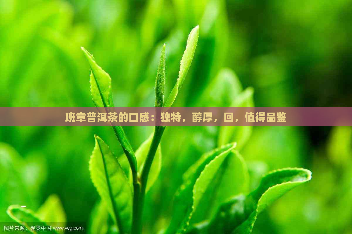 班章普洱茶的口感：独特，醇厚，回，值得品鉴