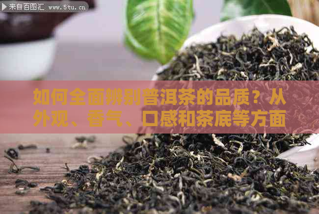 如何全面辨别普洱茶的品质？从外观、香气、口感和茶底等方面进行解析