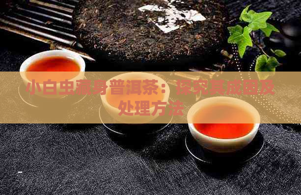 小白虫藏身普洱茶：探究其成因及处理方法