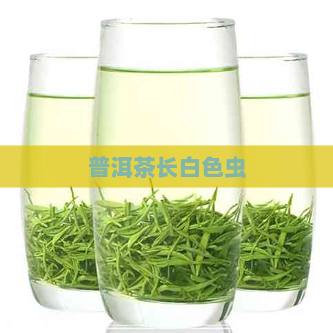 普洱茶长白色虫